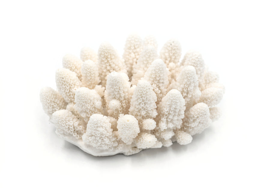 shop finger coral